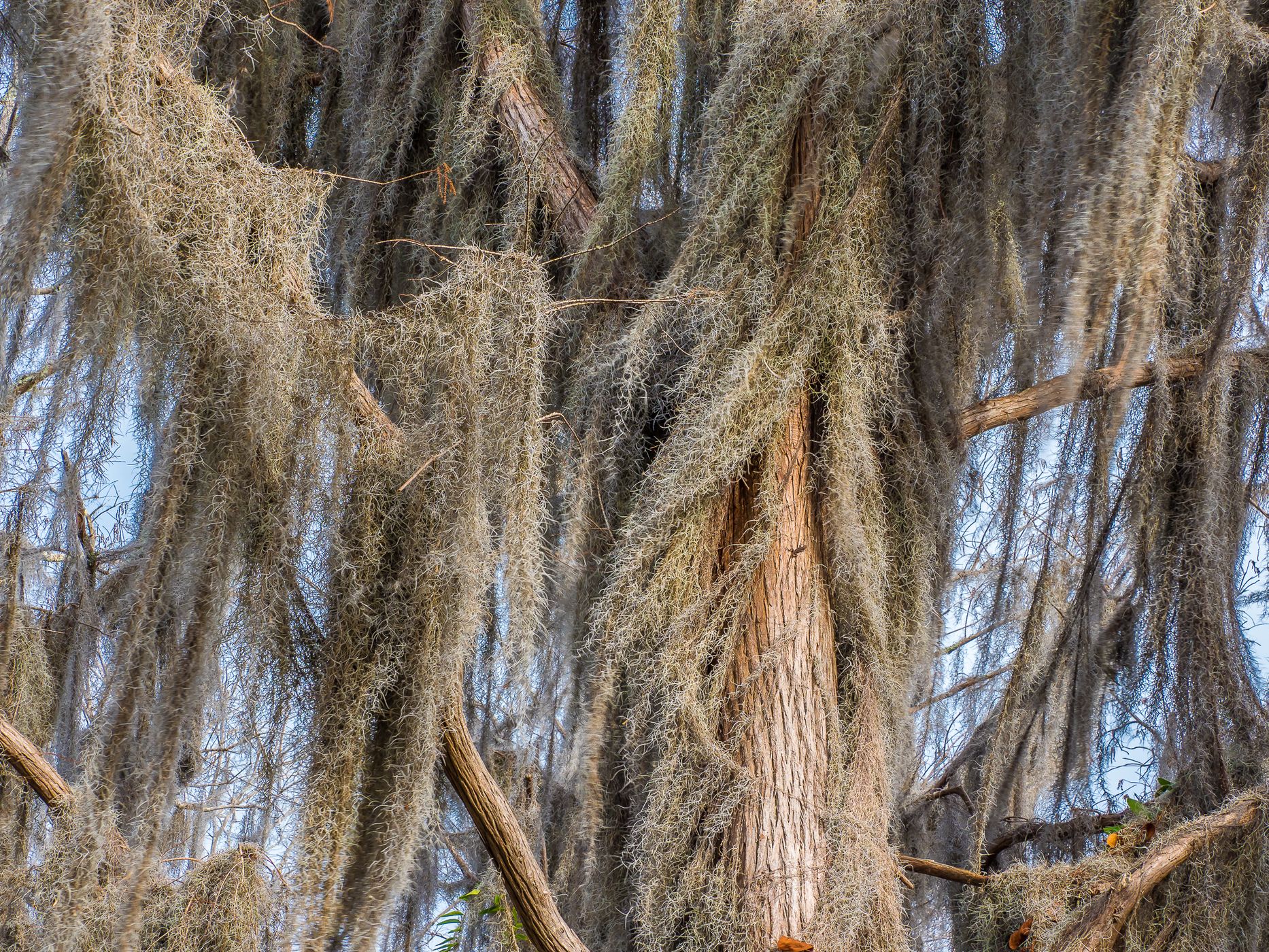 The Okefenokee National Wildlife Refuge, USA