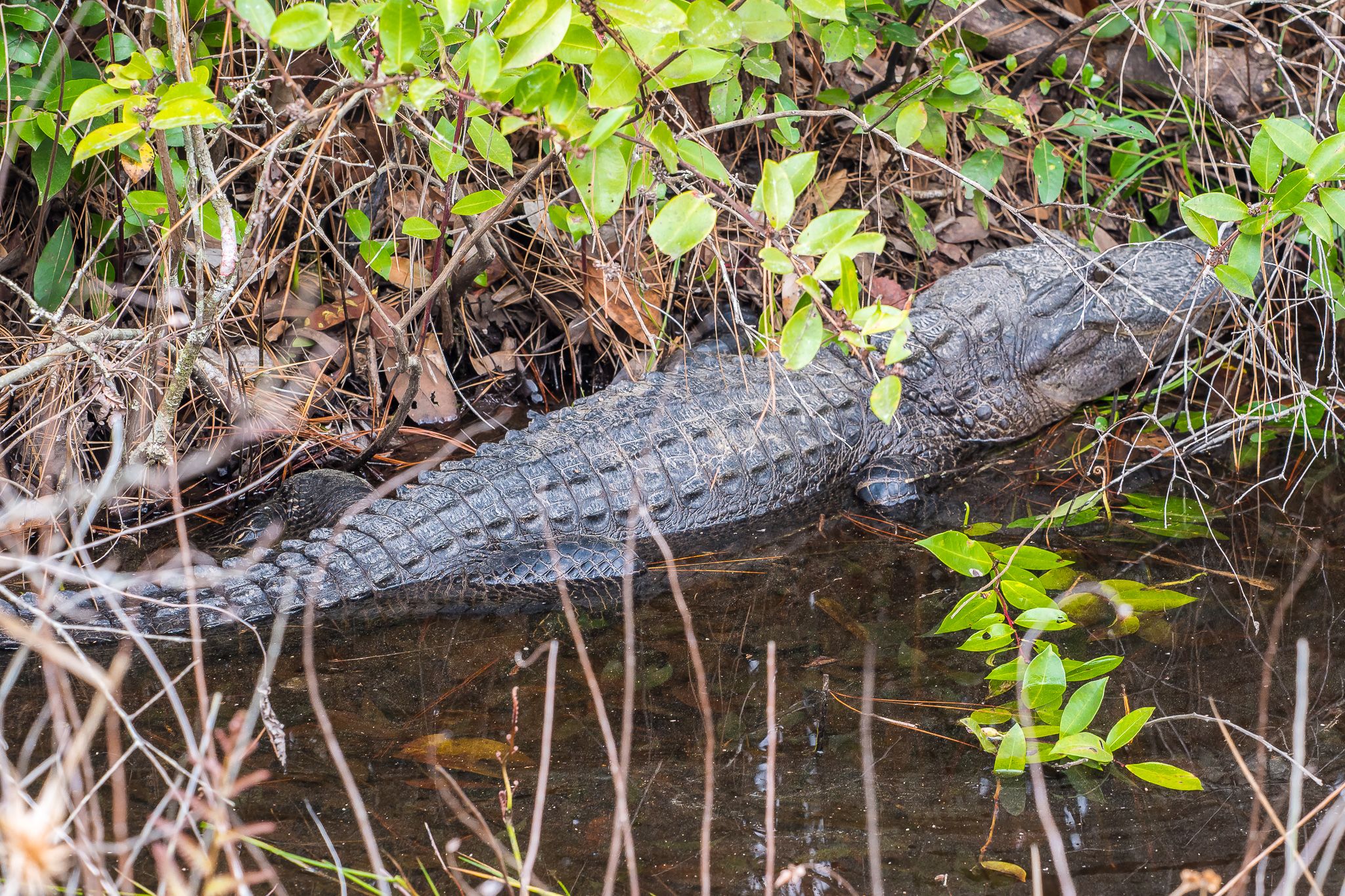 The Okefenokee National Wildlife Refuge, USA