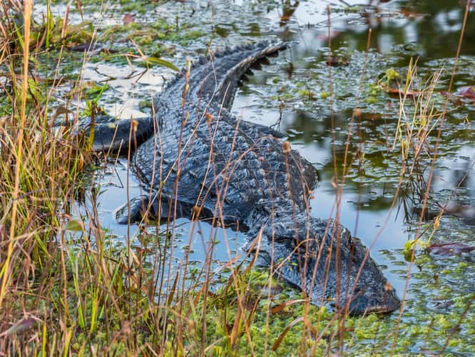 The Okefenokee National Wildlife Refuge