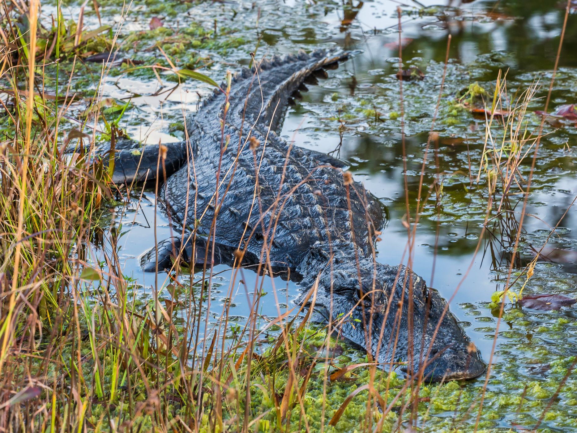 The Okefenokee National Wildlife Refuge, USA