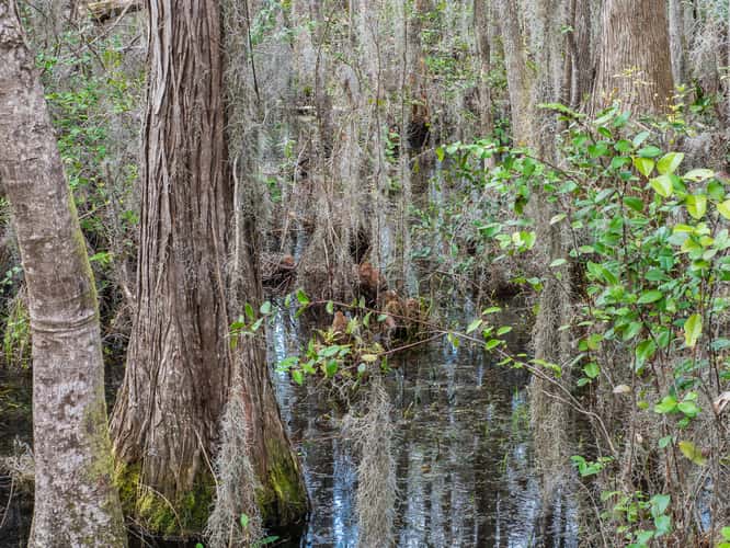 The Okefenokee National Wildlife Refuge
