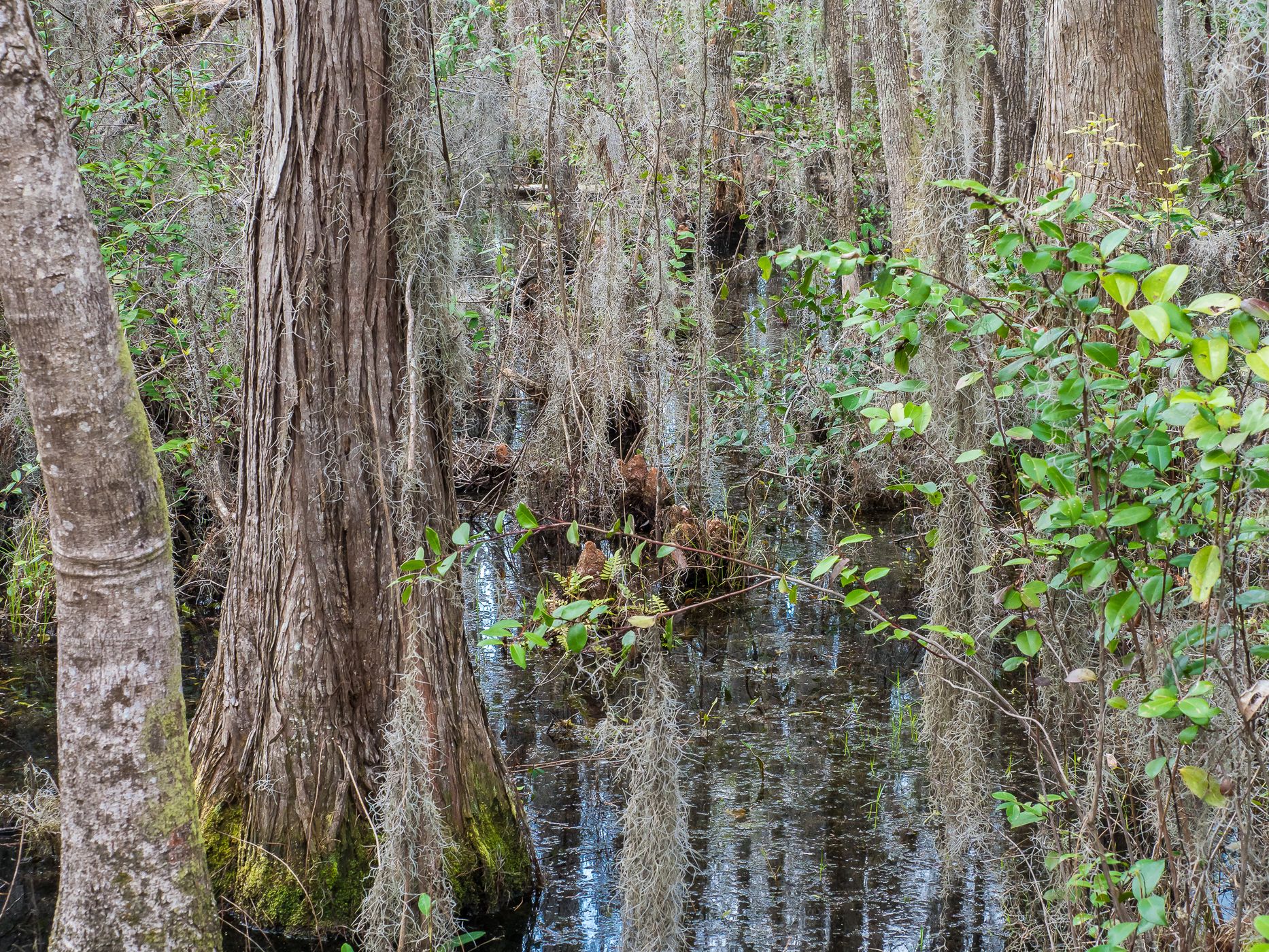 The Okefenokee National Wildlife Refuge, USA