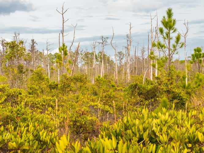 The Okefenokee National Wildlife Refuge