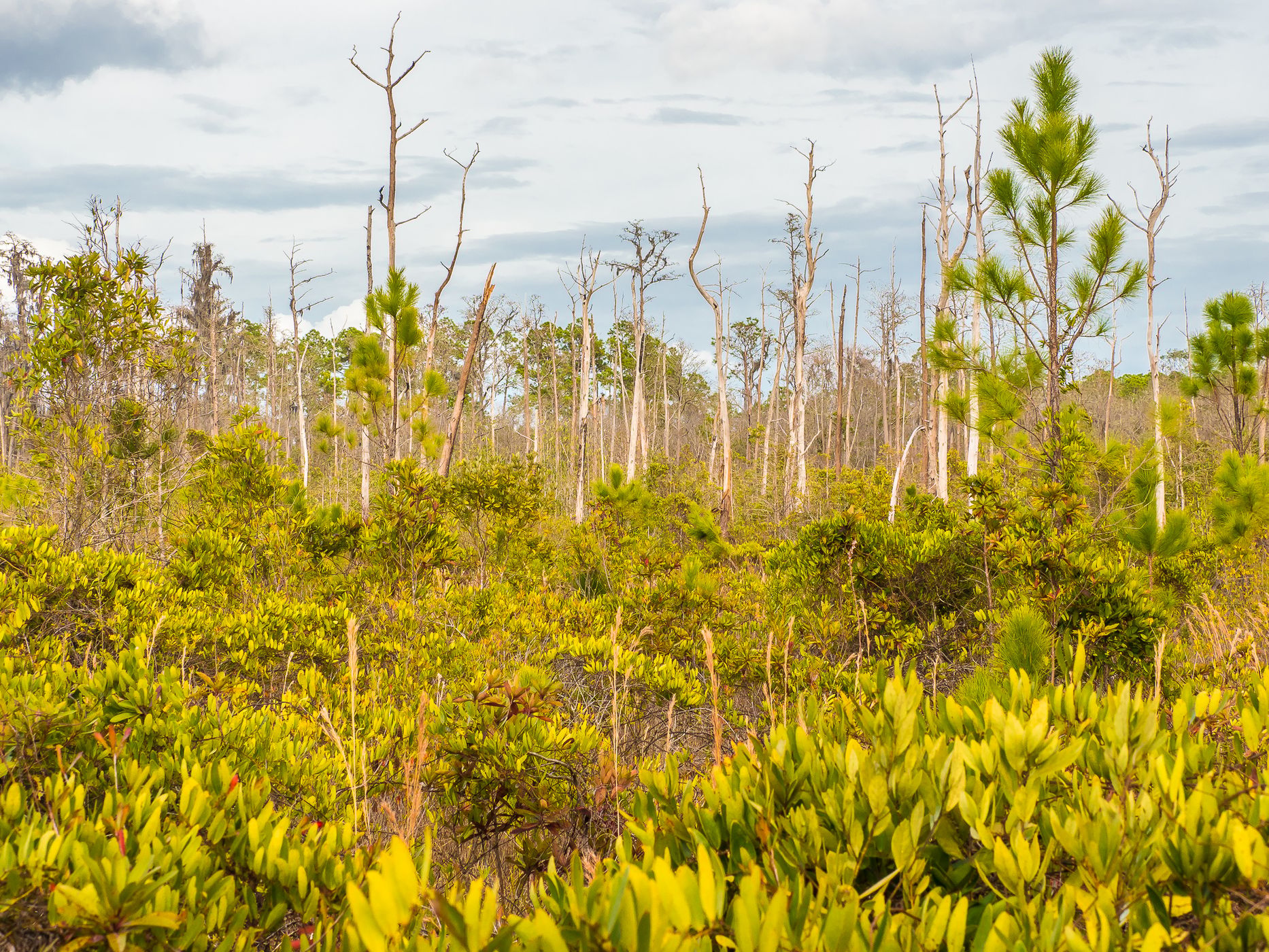 The Okefenokee National Wildlife Refuge, USA