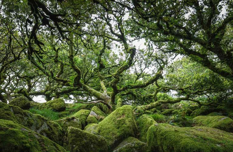 Wistman Woods