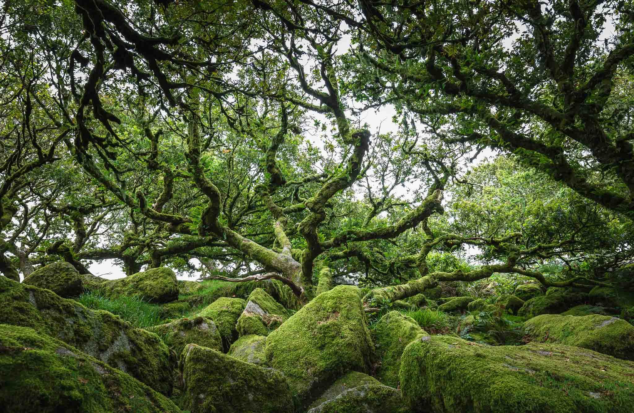Wistman Woods, United Kingdom