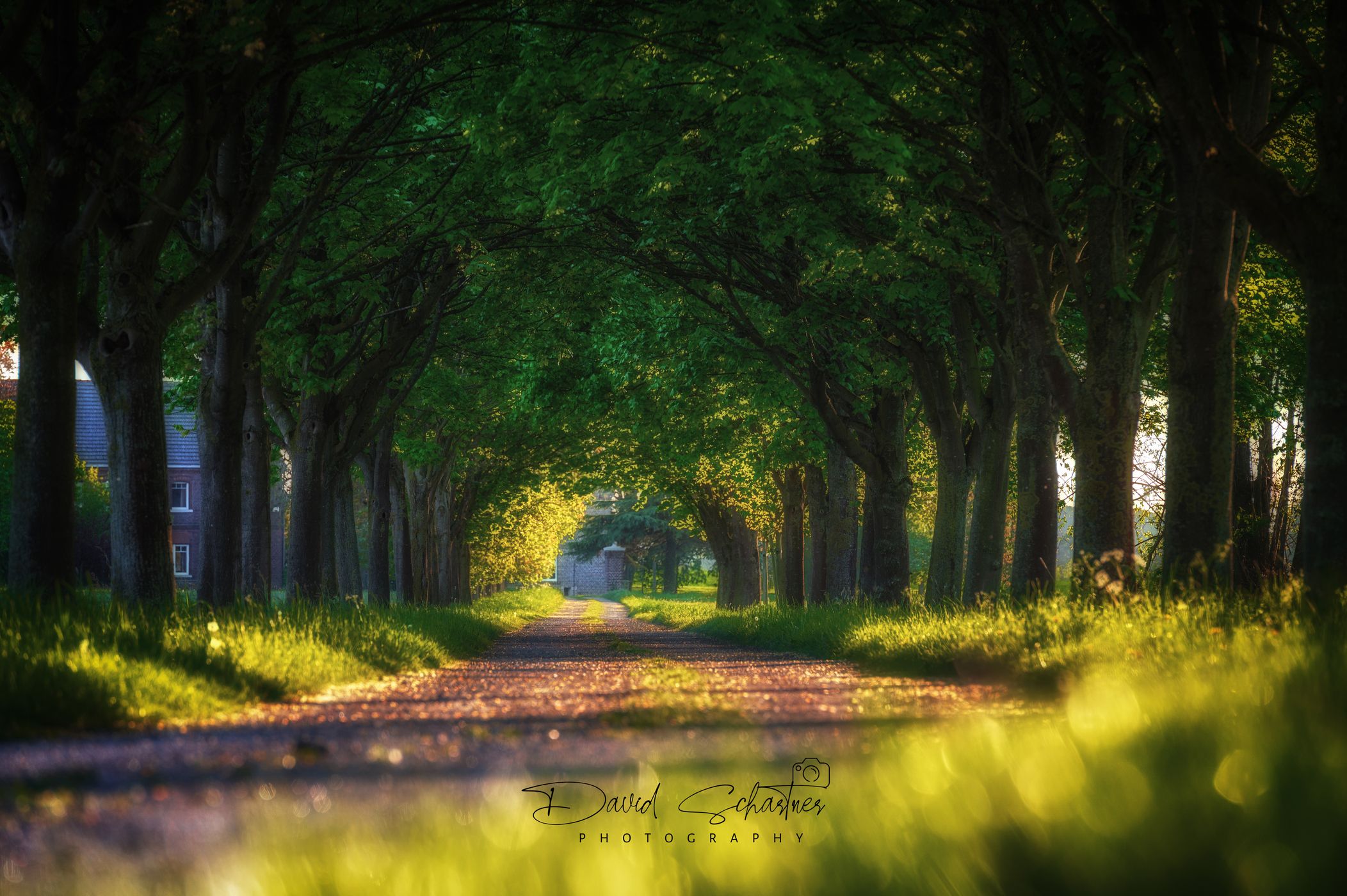 A beautiful avenue outside of Hamm, Germany