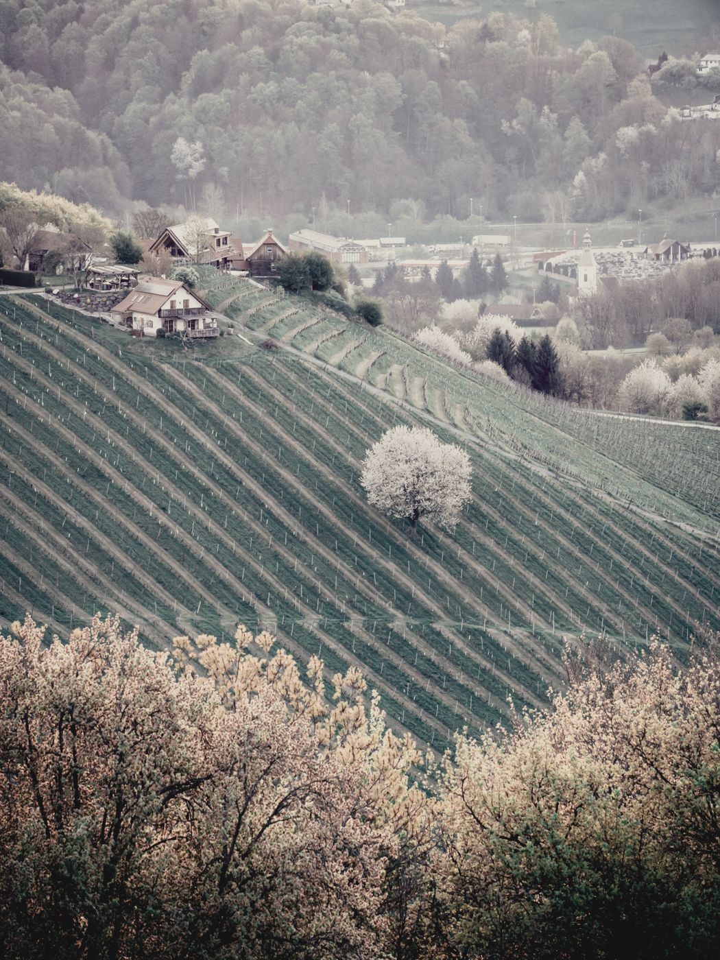 View from Razgledni stolp Plač, Slovenia