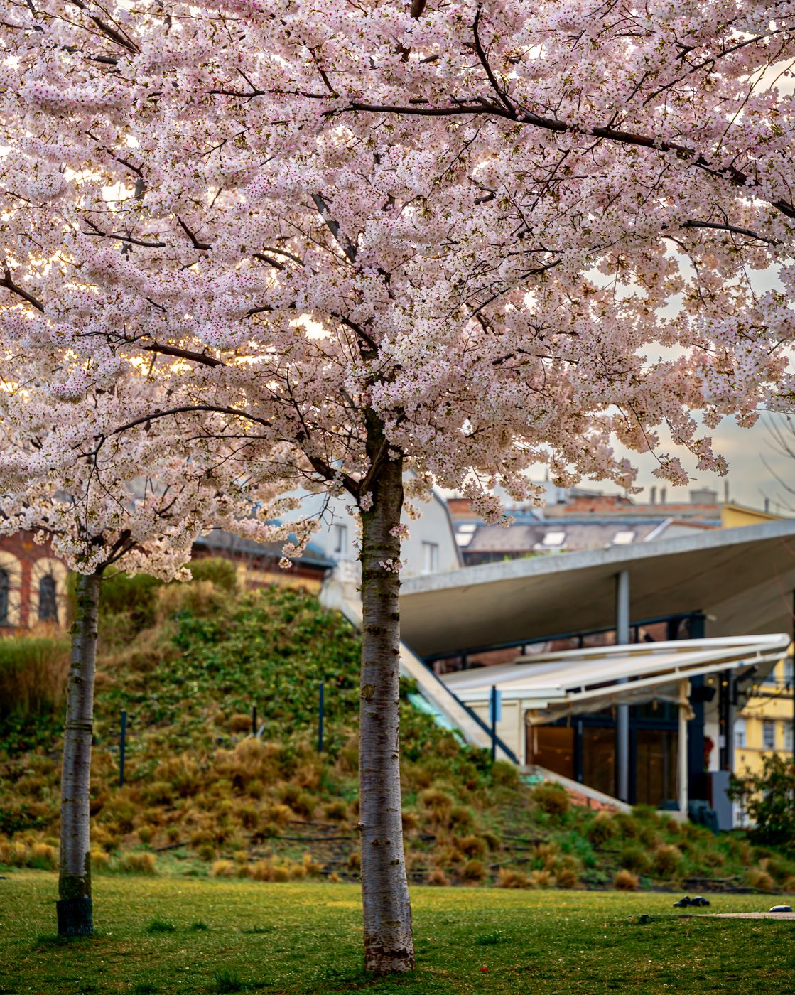 Blooming Japanese Cherry trees at Millenary park, Hungary