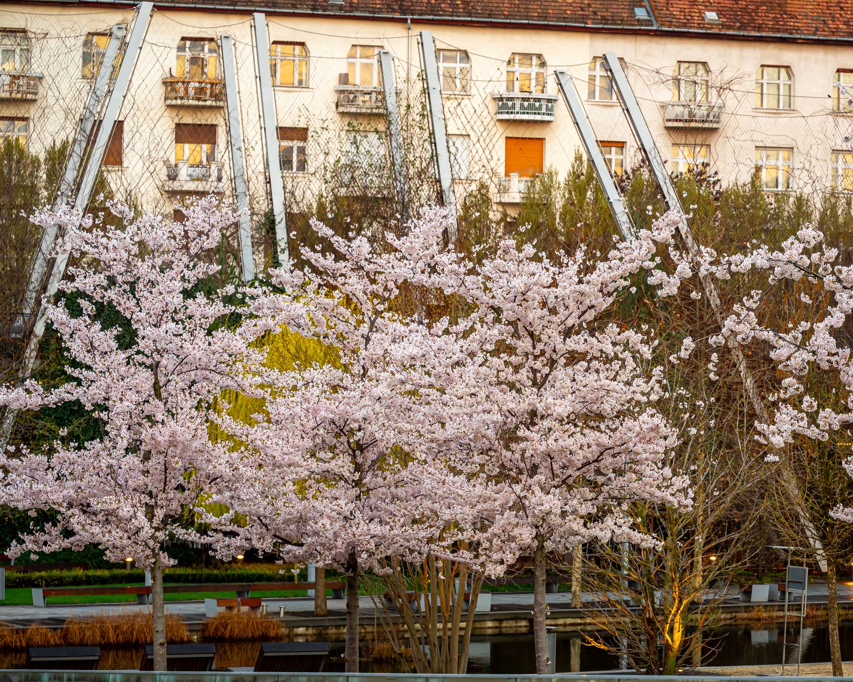 Blooming Japanese Cherry trees at Millenary park, Hungary