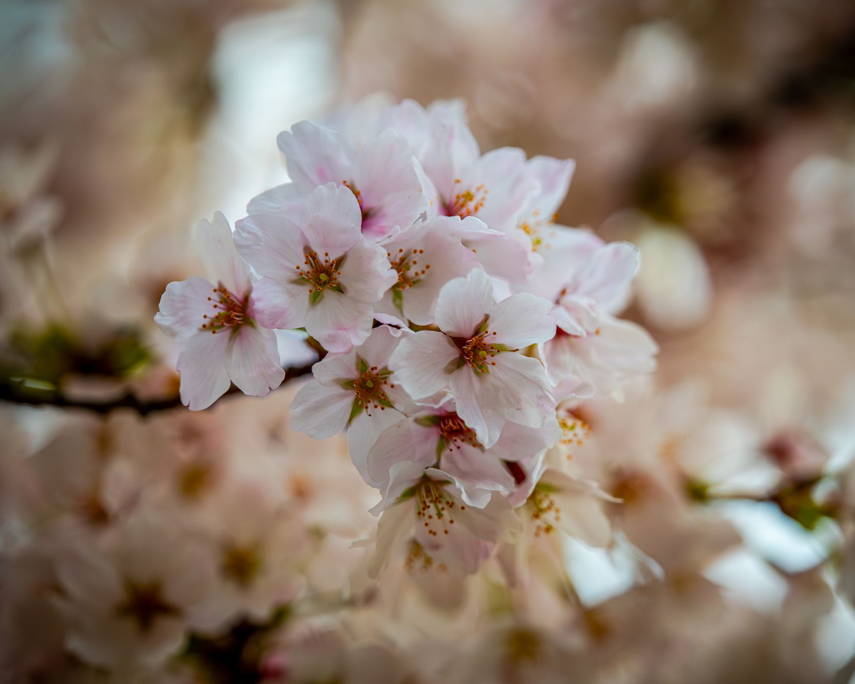 Blooming Japanese Cherry trees at Millenary park, Hungary