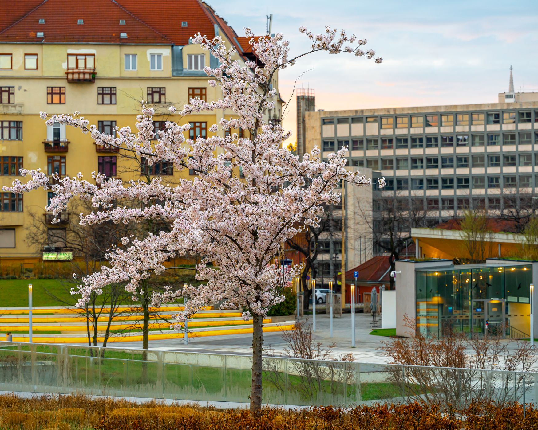 Blooming Japanese Cherry trees at Millenary park, Hungary
