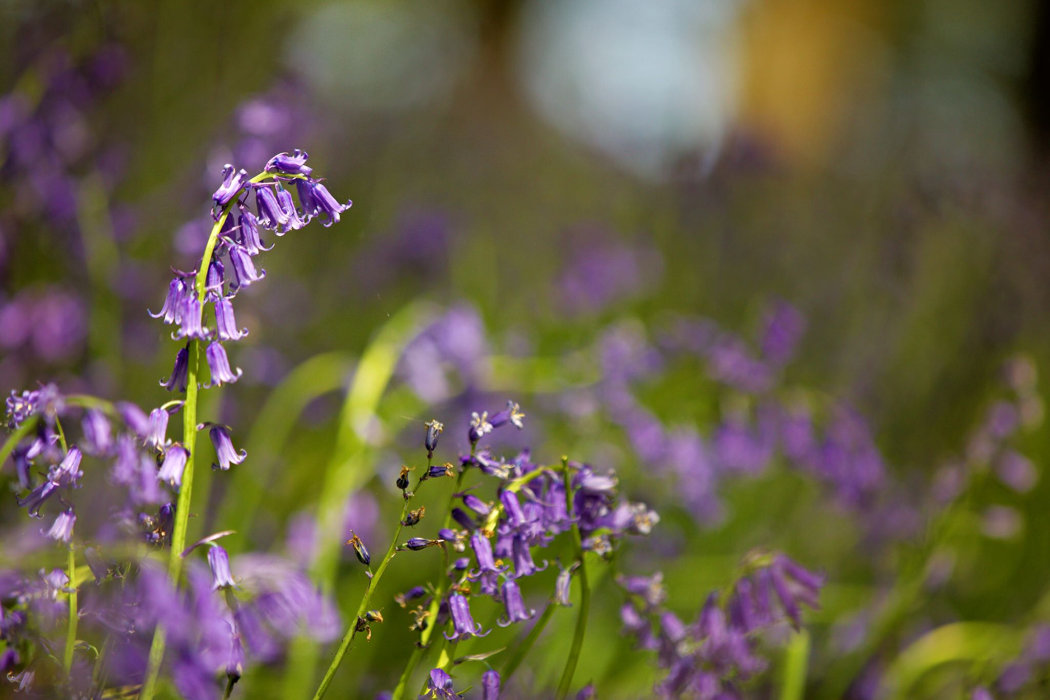 Bluebell wood, Hückelhoven, Germany