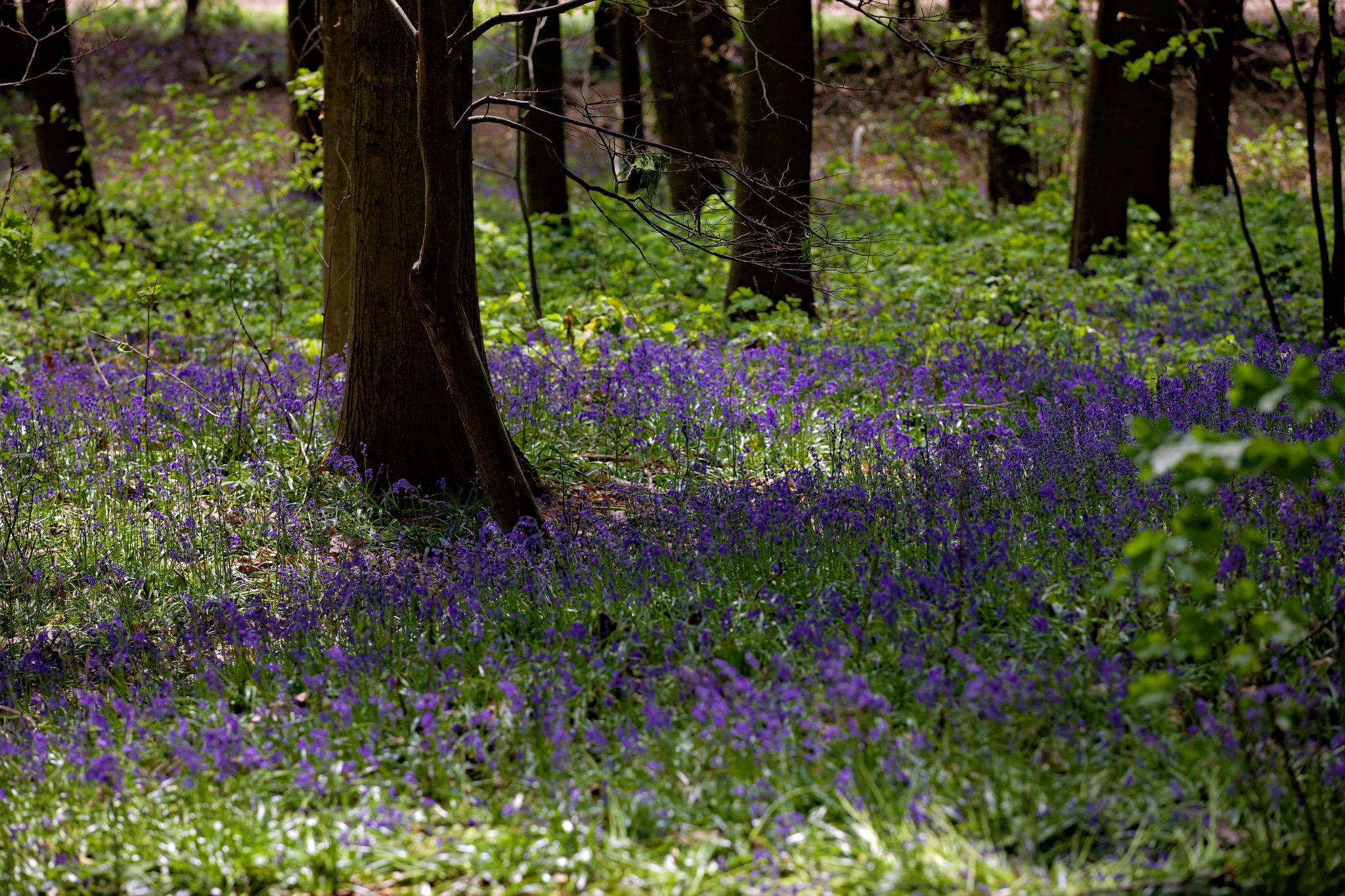 Bluebell wood, Hückelhoven, Germany