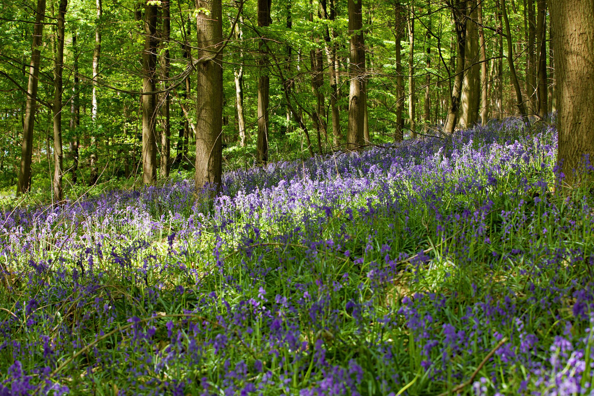 Bluebell wood, Hückelhoven, Germany