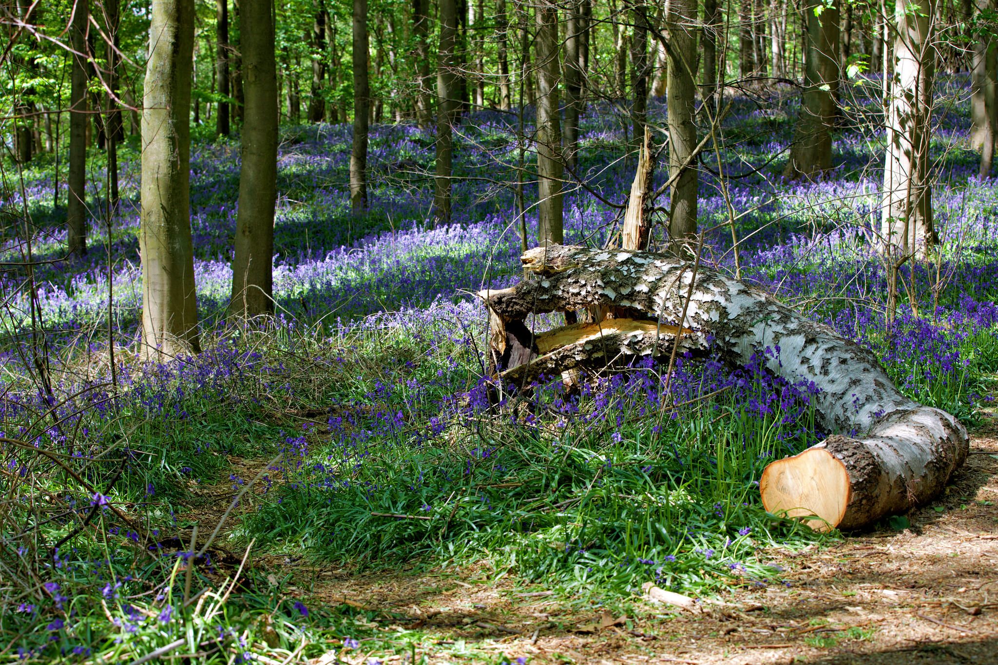 Bluebell wood, Hückelhoven, Germany