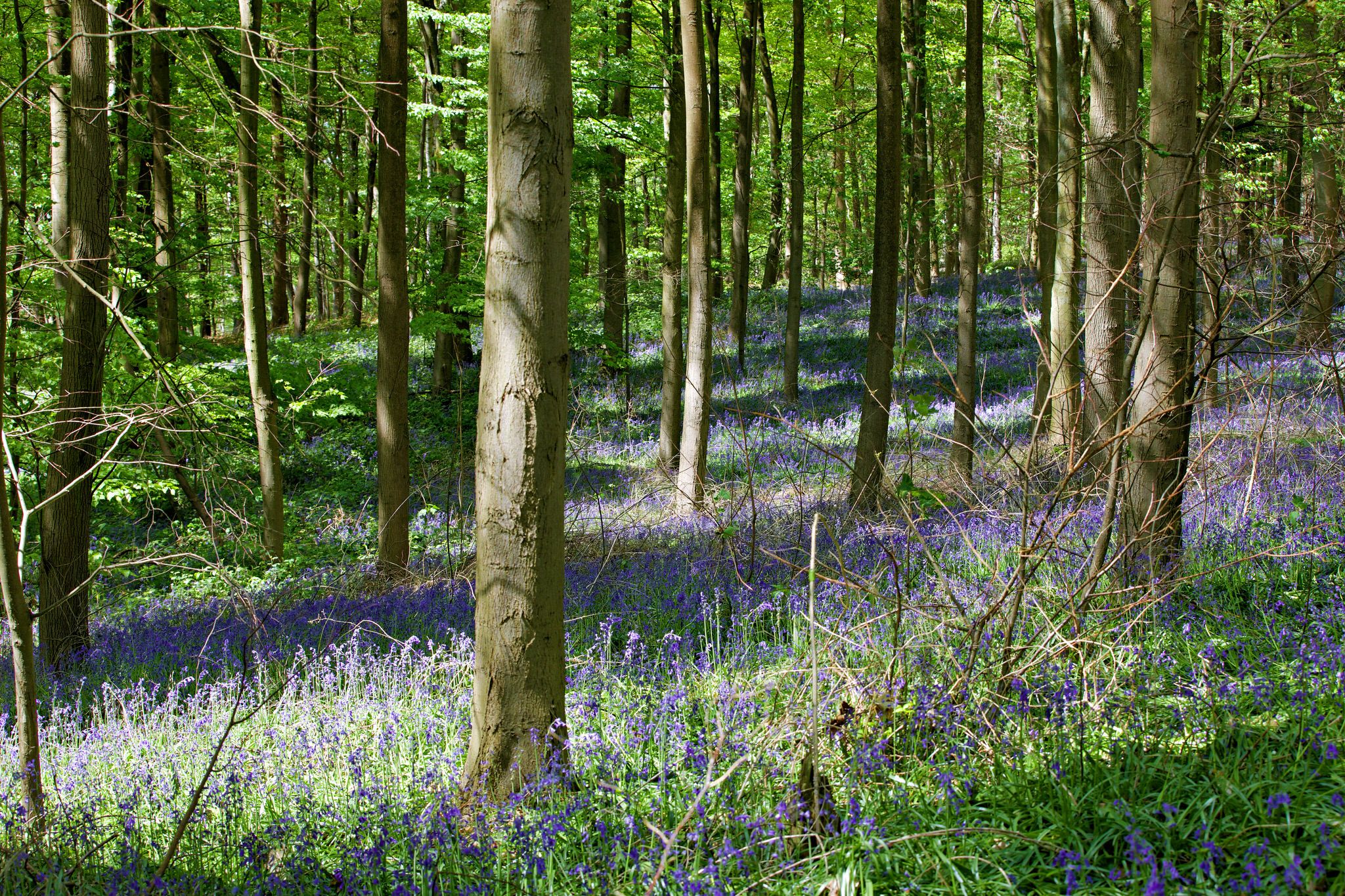 Bluebell wood, Hückelhoven, Germany