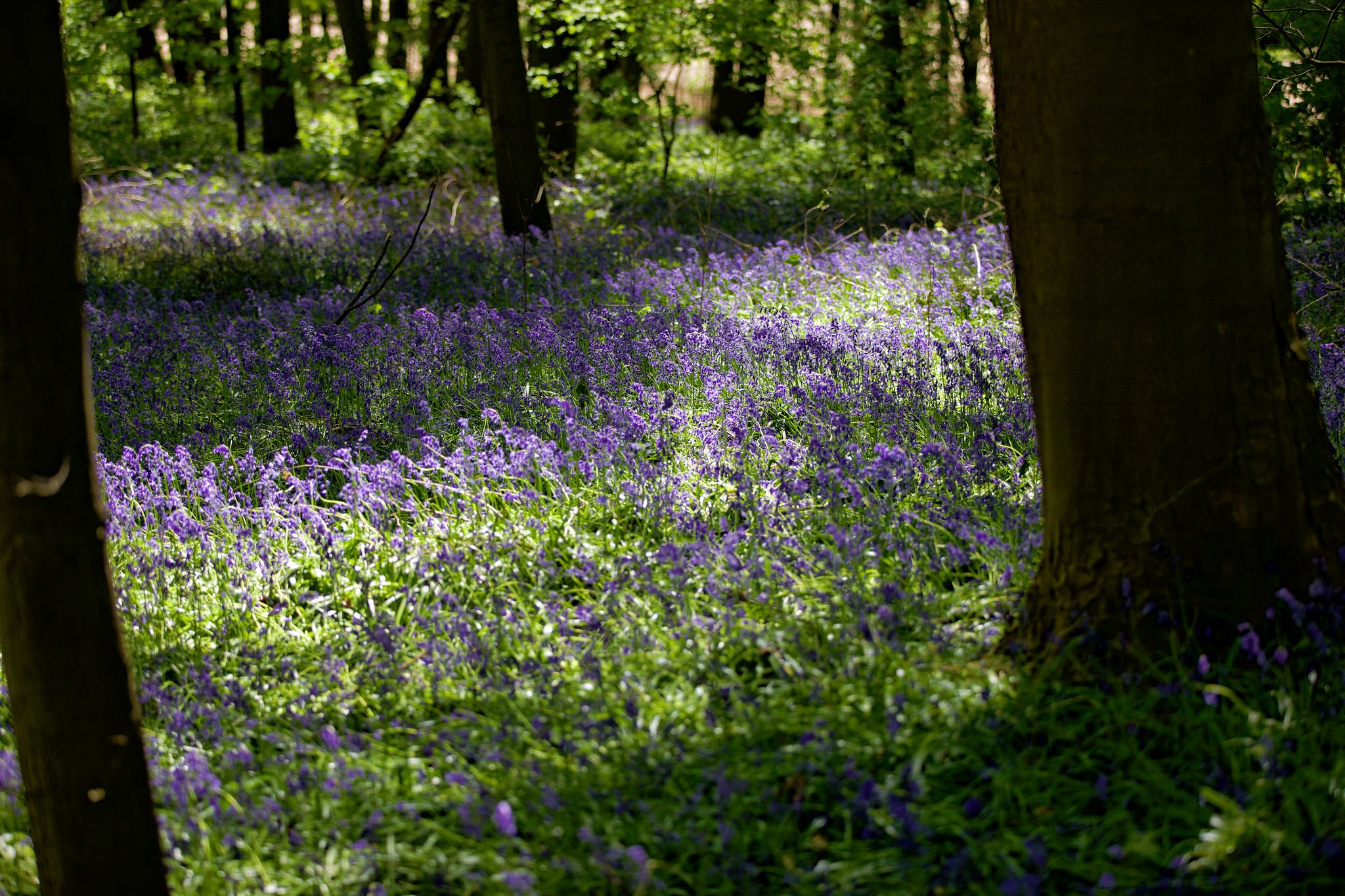 Bluebell wood, Hückelhoven, Germany