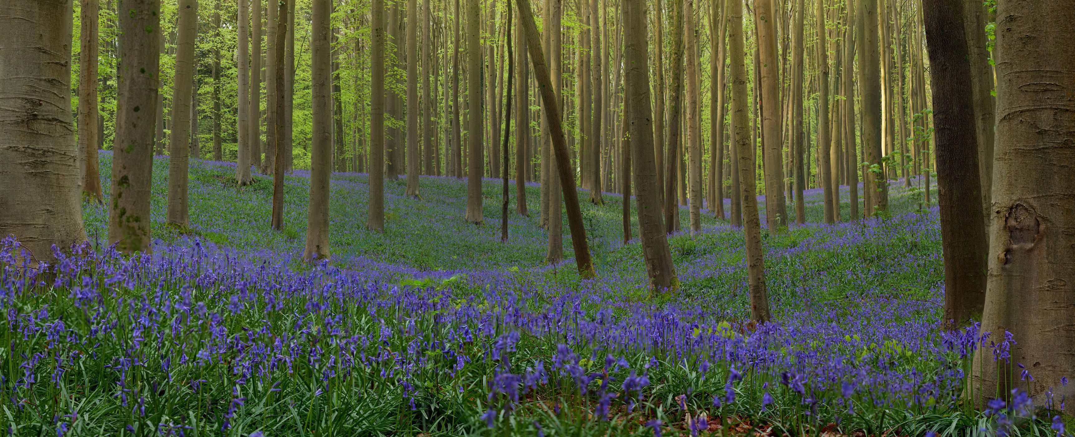 Bluebells in Hallerbos, Belgium