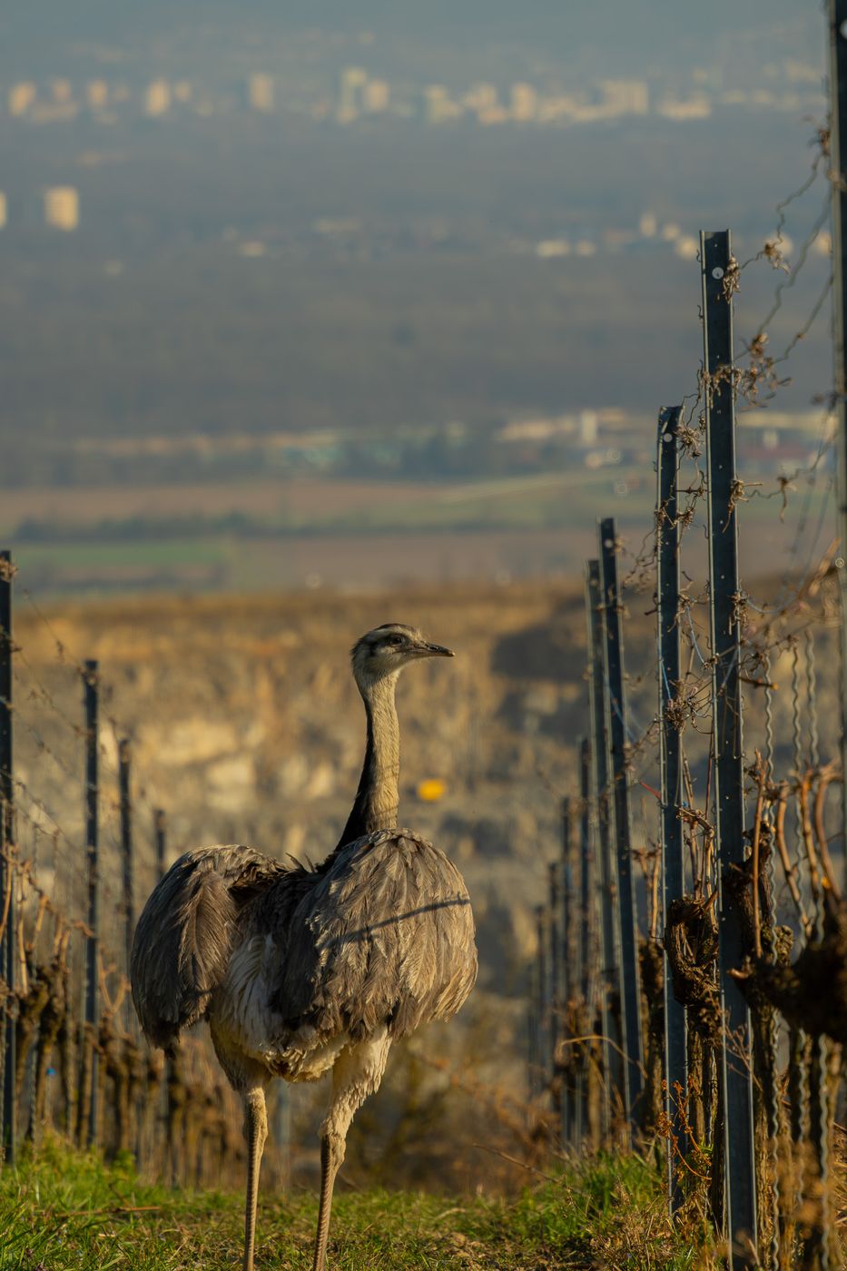 Bötzinger Weinberge, Germany