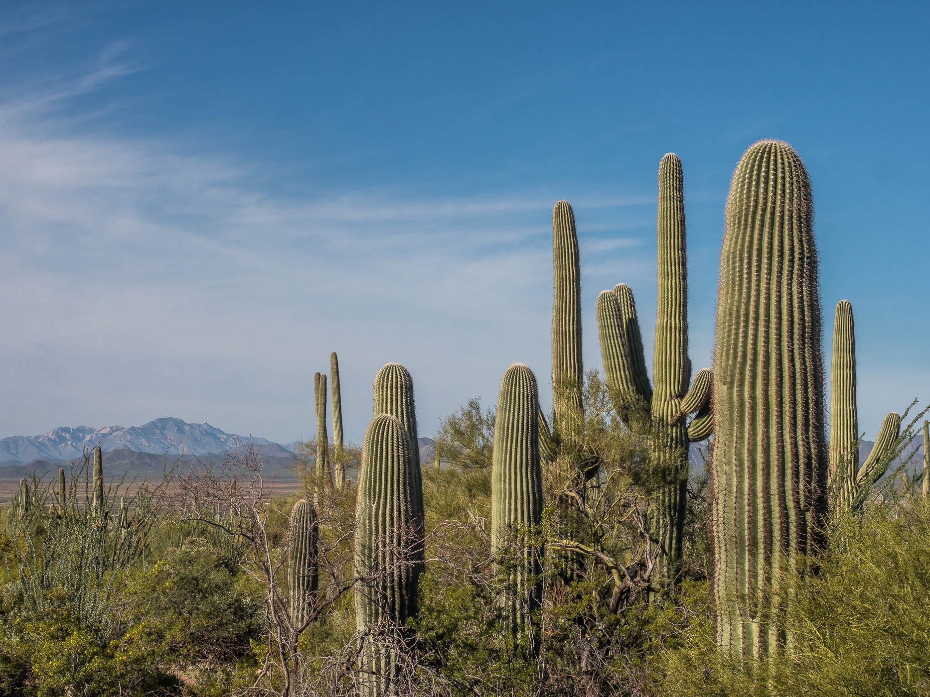 Cactus Garden Trail, USA