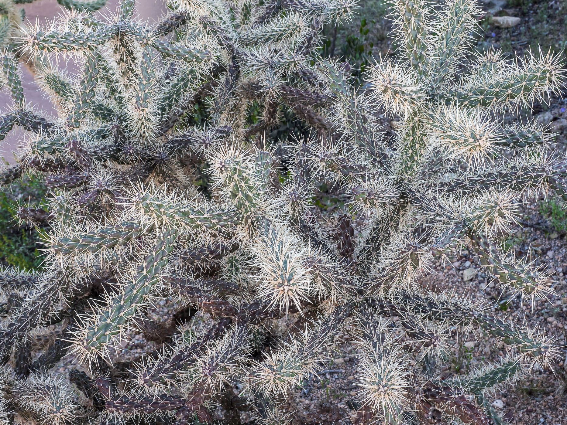 Cactus Garden Trail, USA