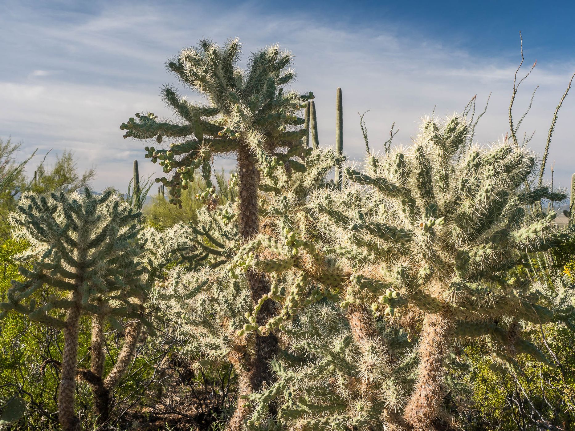 Cactus Garden Trail, USA