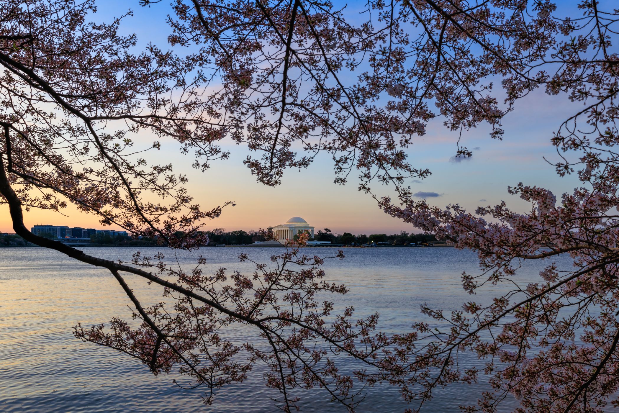 Cherry Blossoms at the Tidal Basin, Washington, DC, USA
