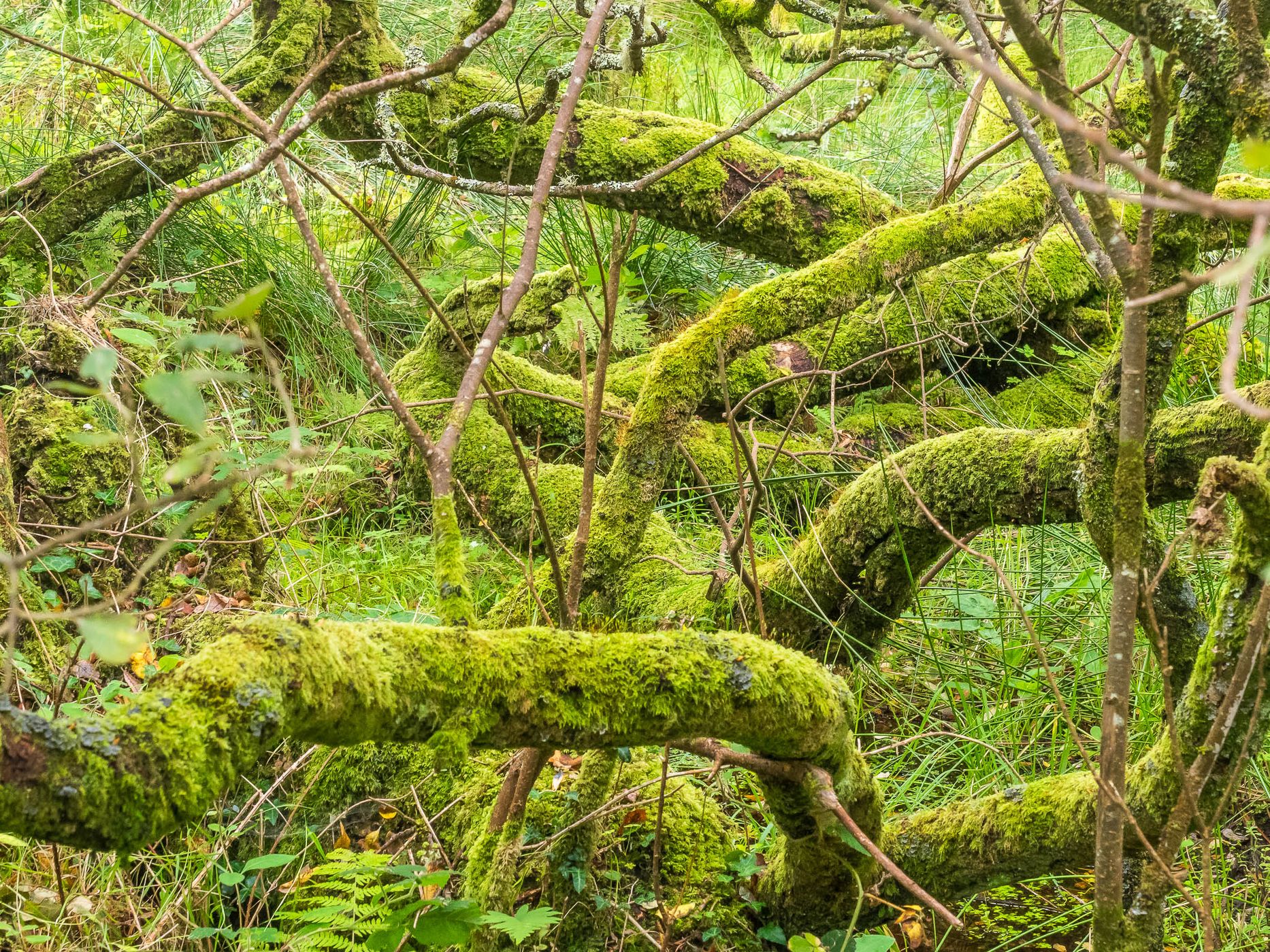 Connemara National Park, Ireland