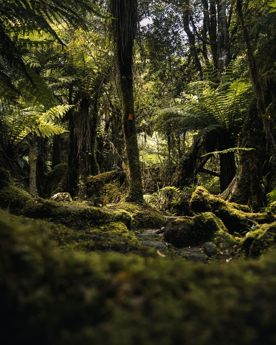 Copland Track, Forest, New Zealand