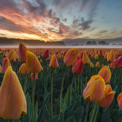 De Zilk tulips field, Netherlands