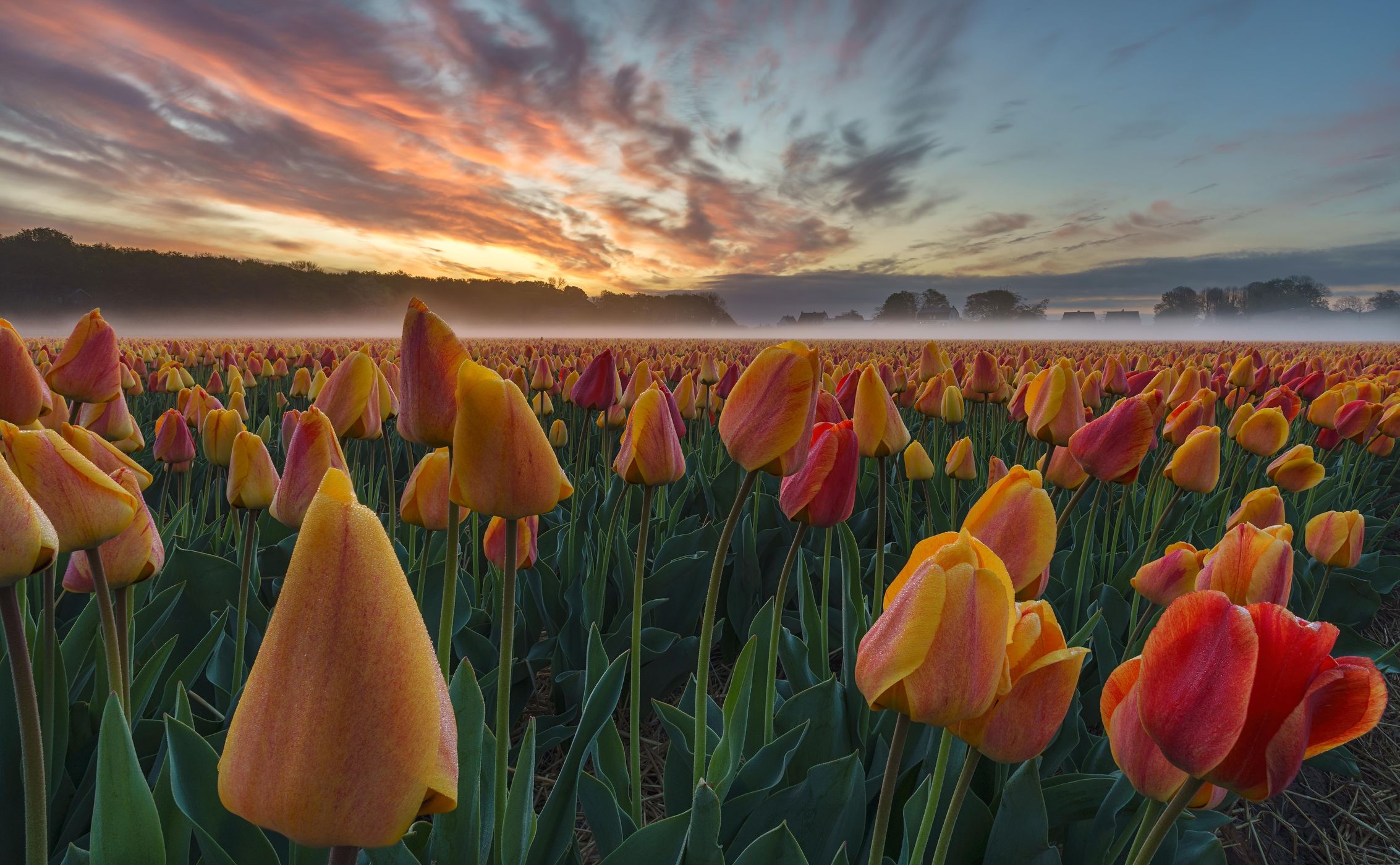 De Zilk tulips field, Netherlands
