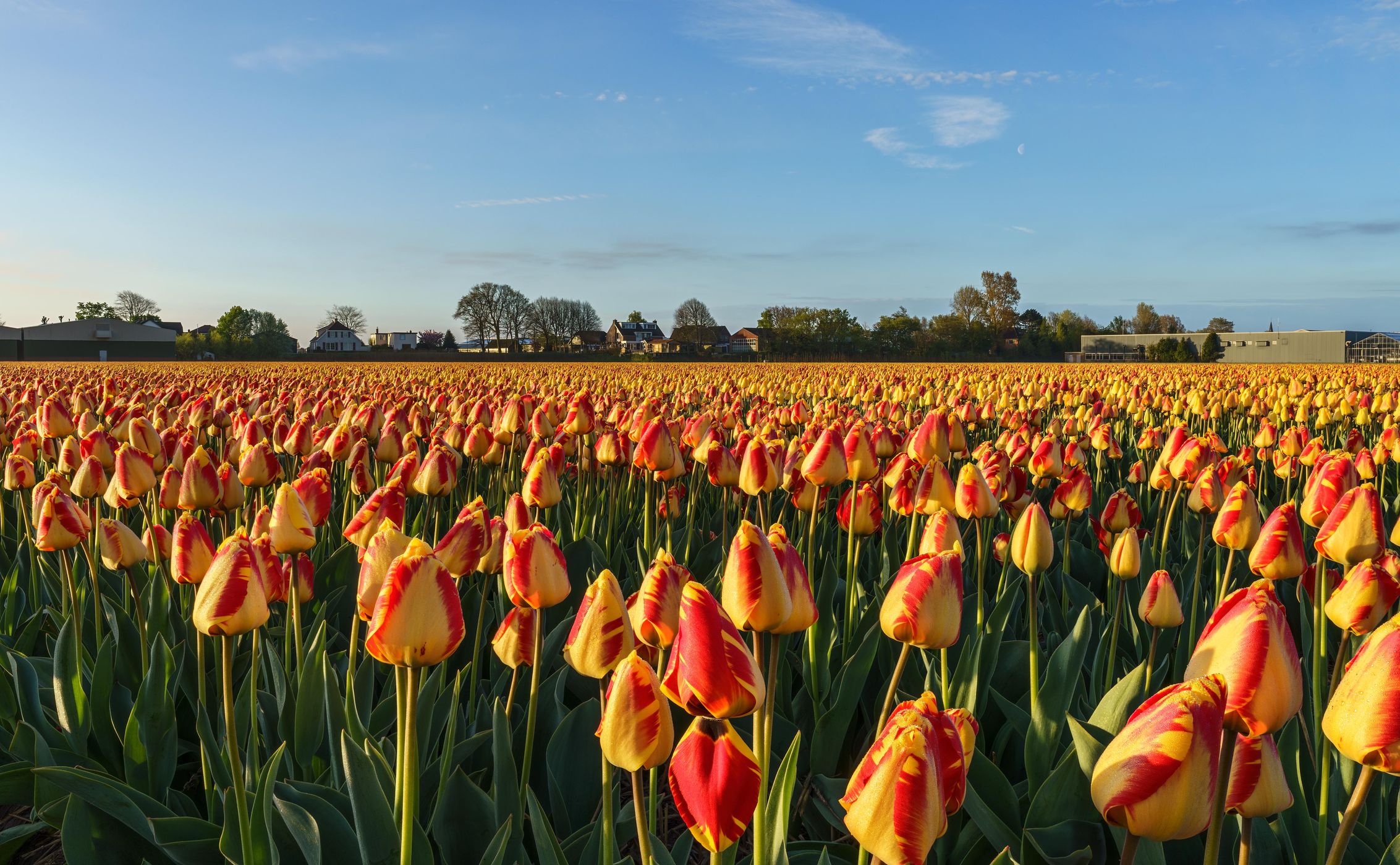 De Zilk tulips field, Netherlands
