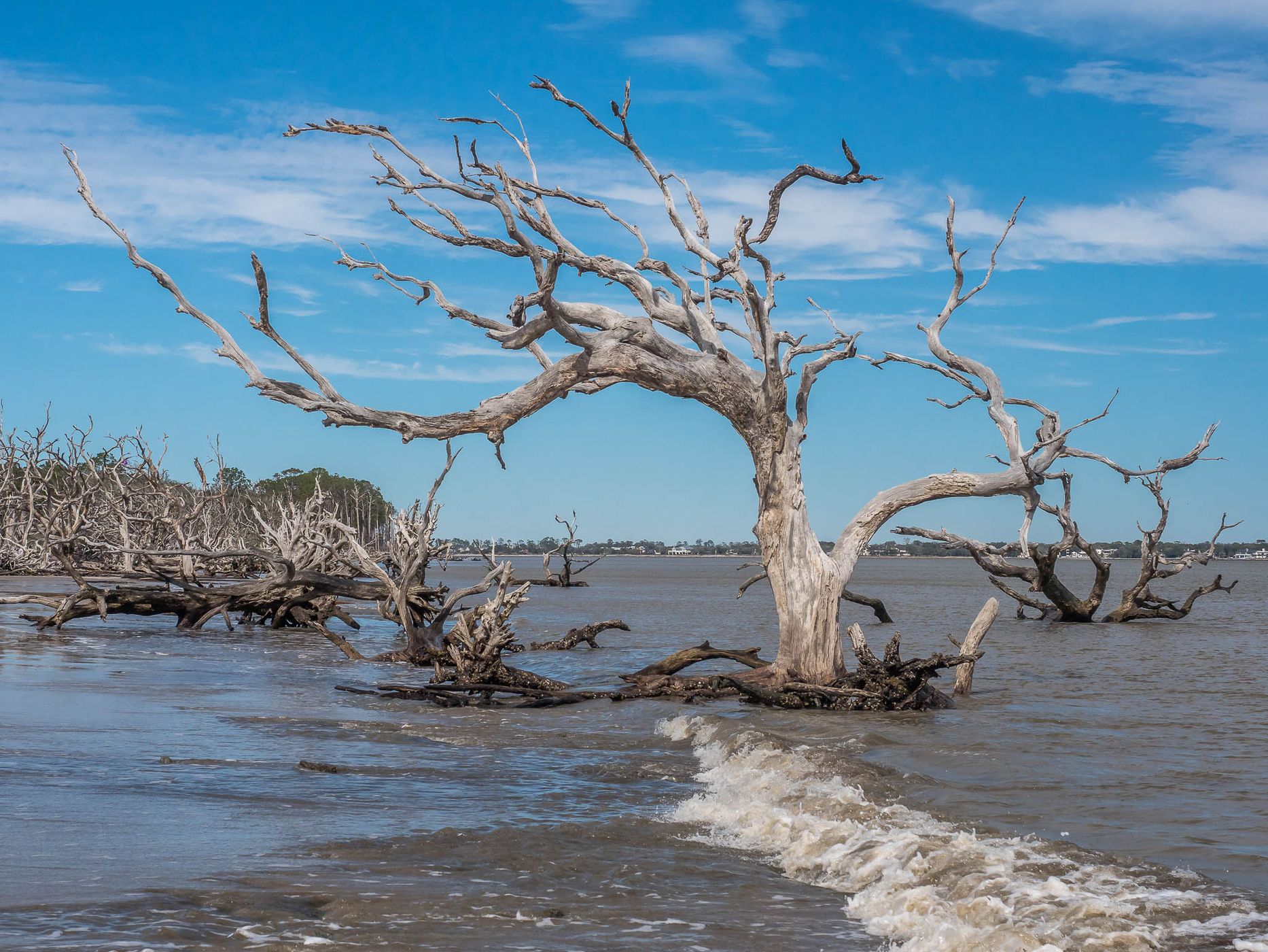 Driftwood Beach, USA