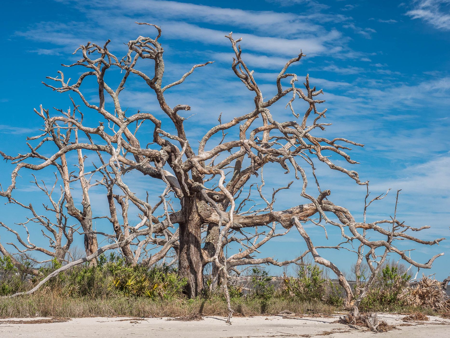 Driftwood Beach, USA