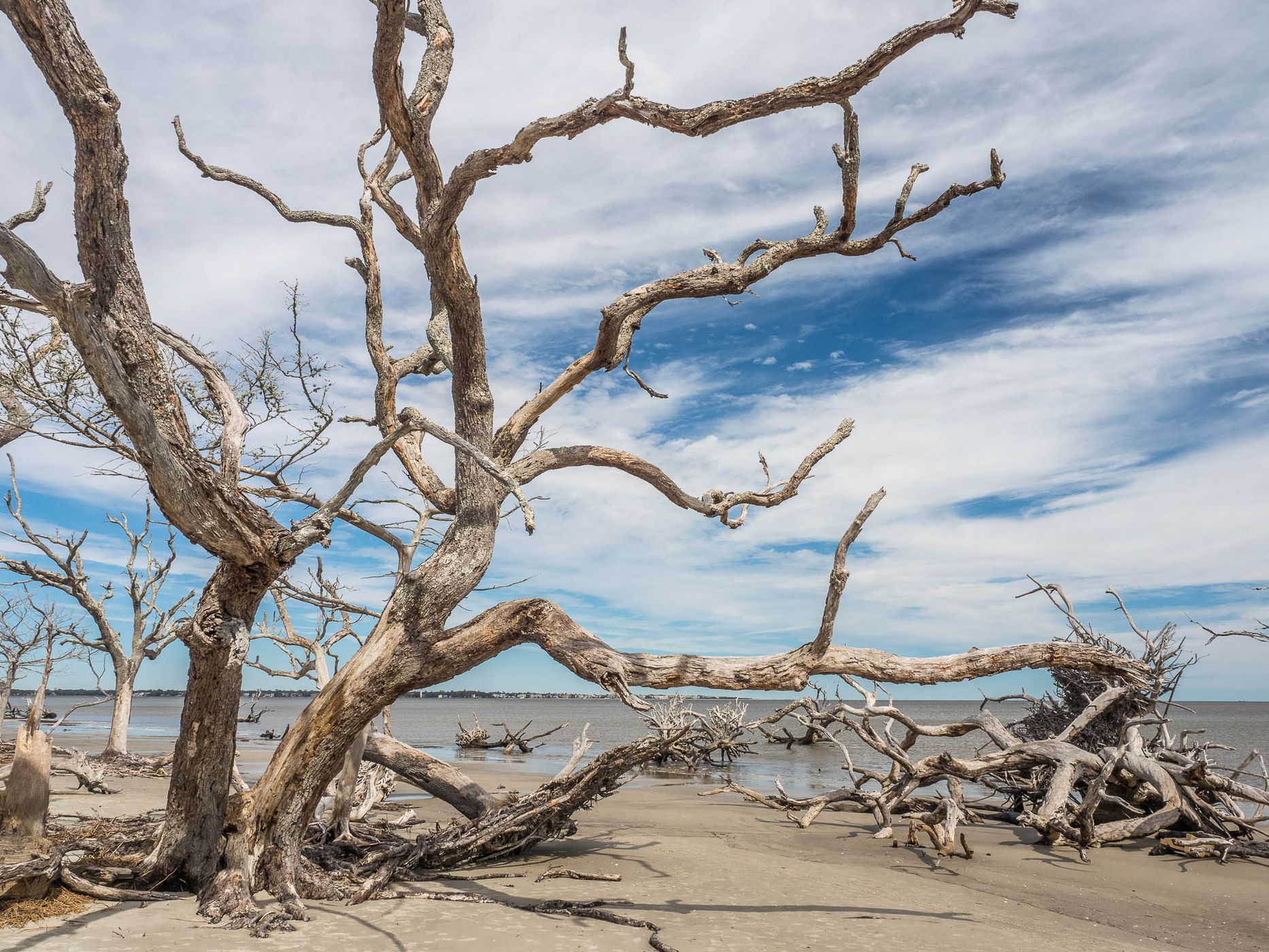 Driftwood Beach, USA