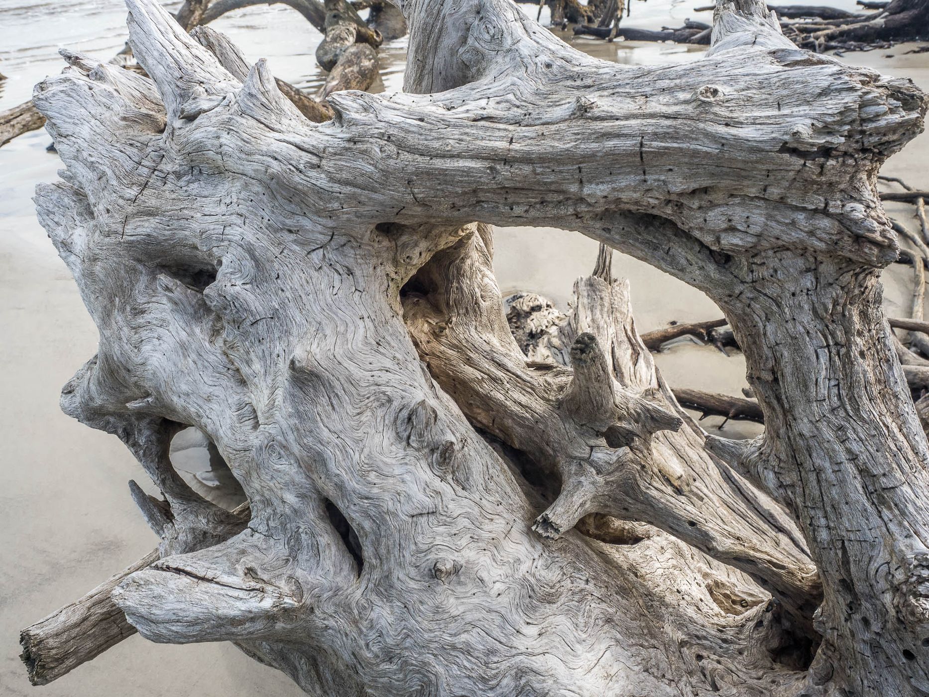 Driftwood Beach, USA