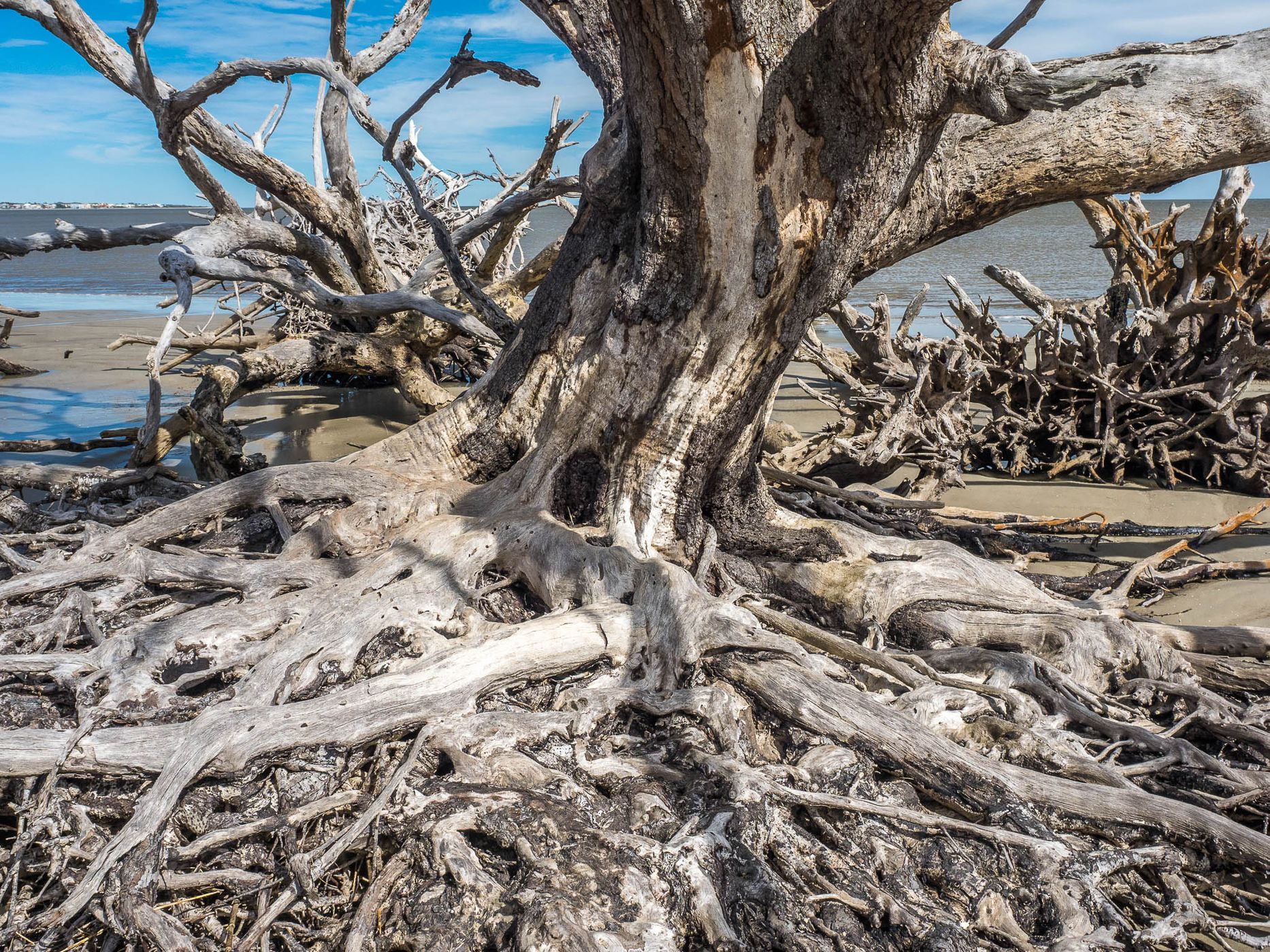 Driftwood Beach, USA