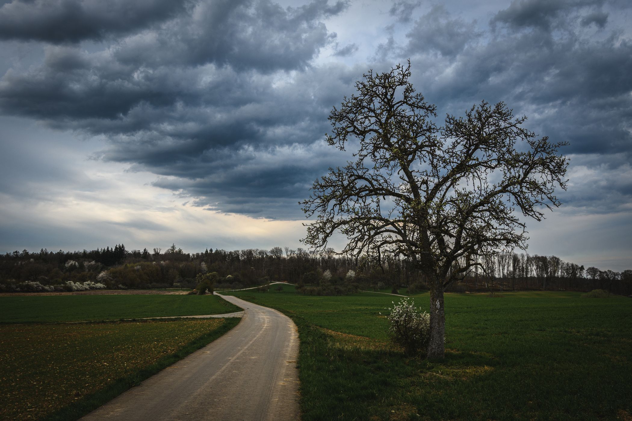 Einsamer Baum, Germany