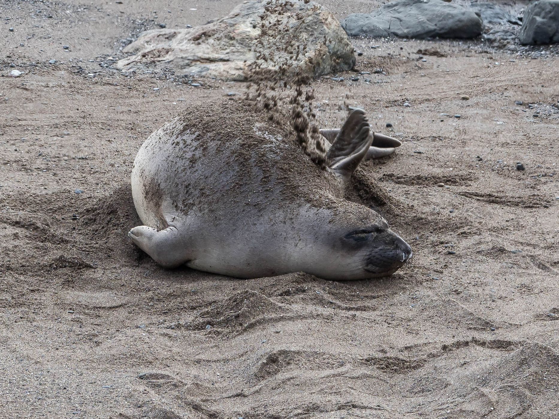 Elepohant Seal Vista Point, USA