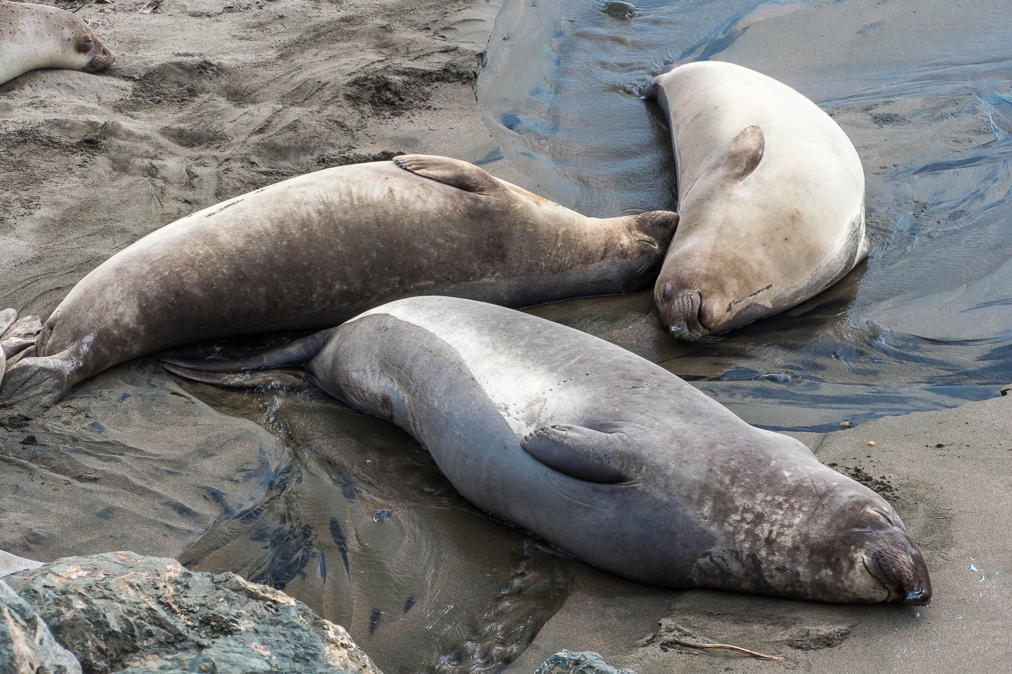 Elepohant Seal Vista Point, USA