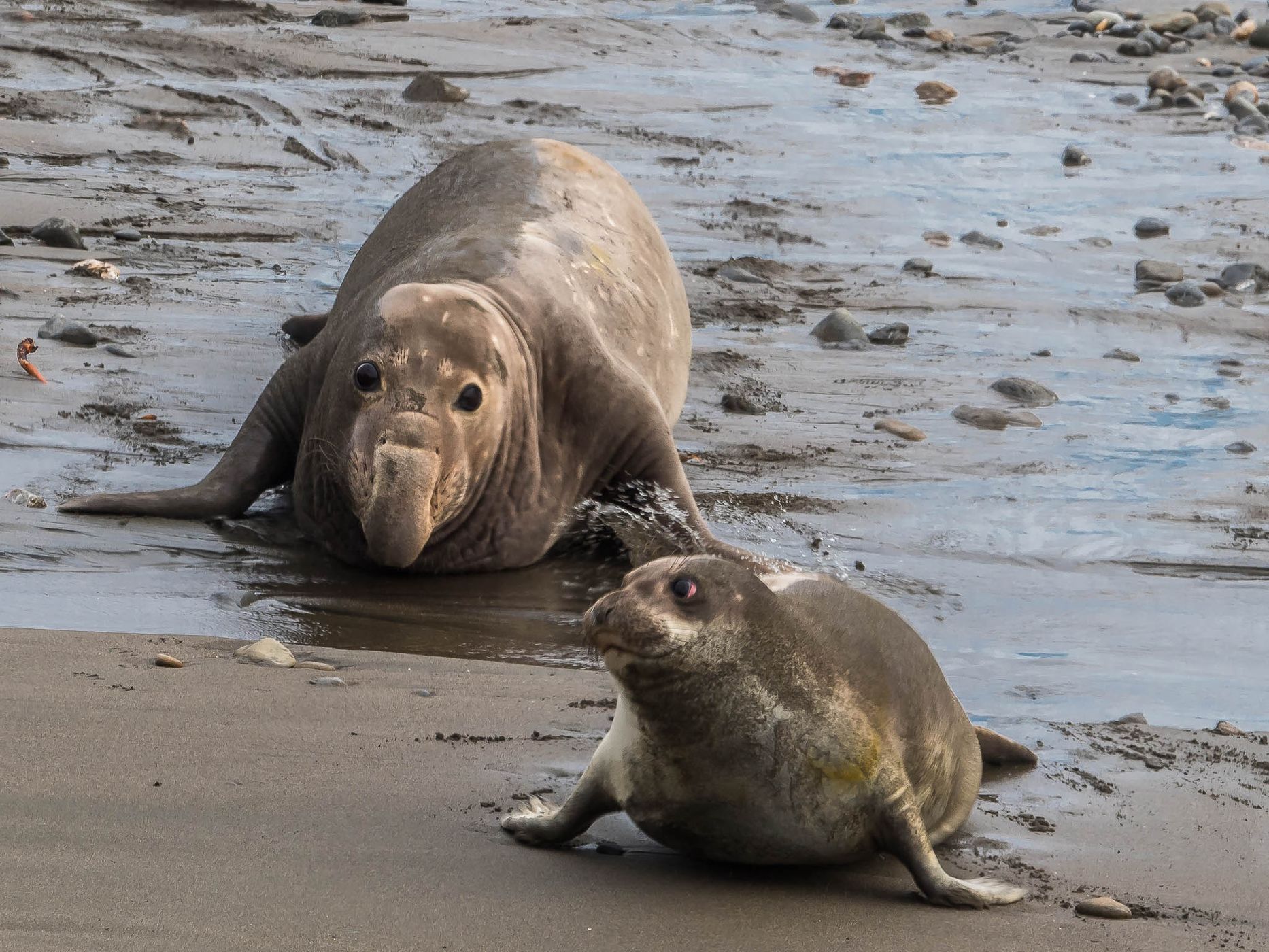 Elepohant Seal Vista Point, USA