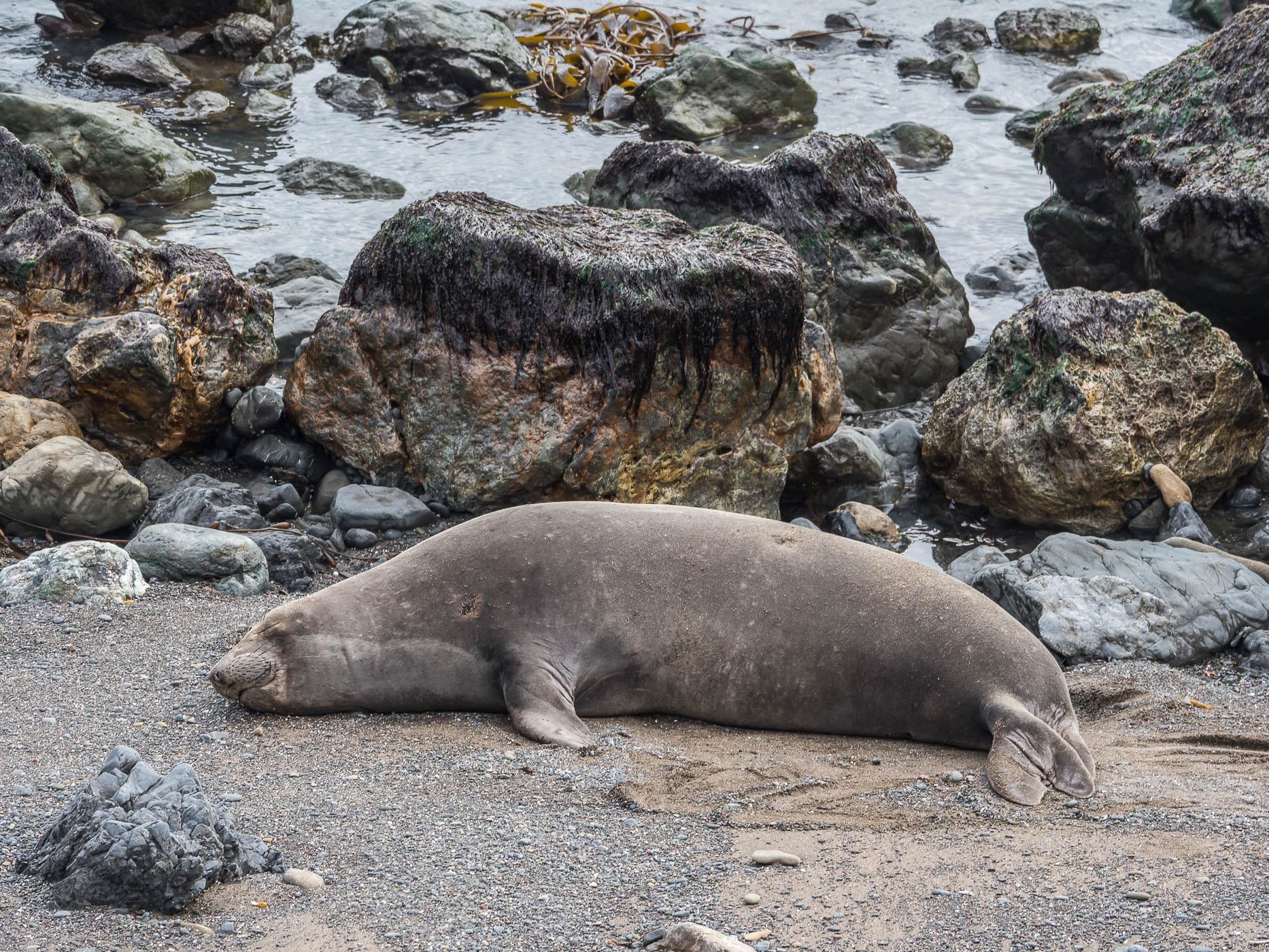 Elepohant Seal Vista Point, USA