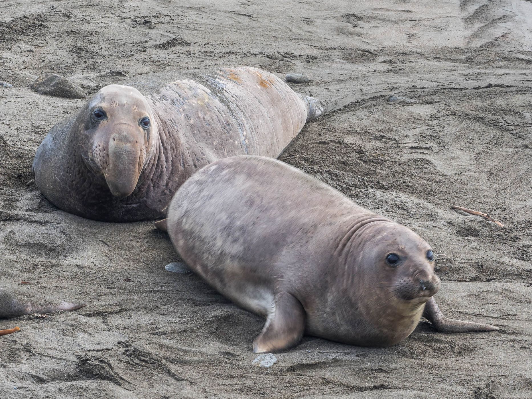 Elepohant Seal Vista Point, USA