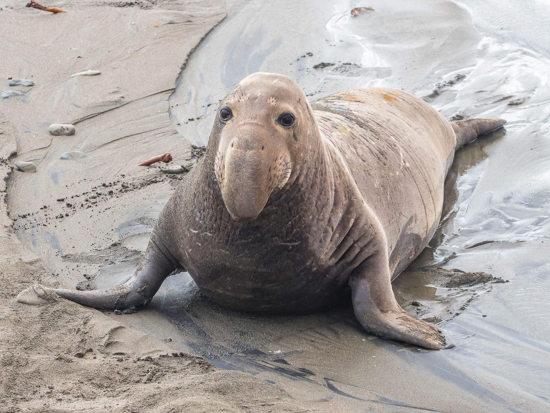 Elepohant Seal Vista Point, USA