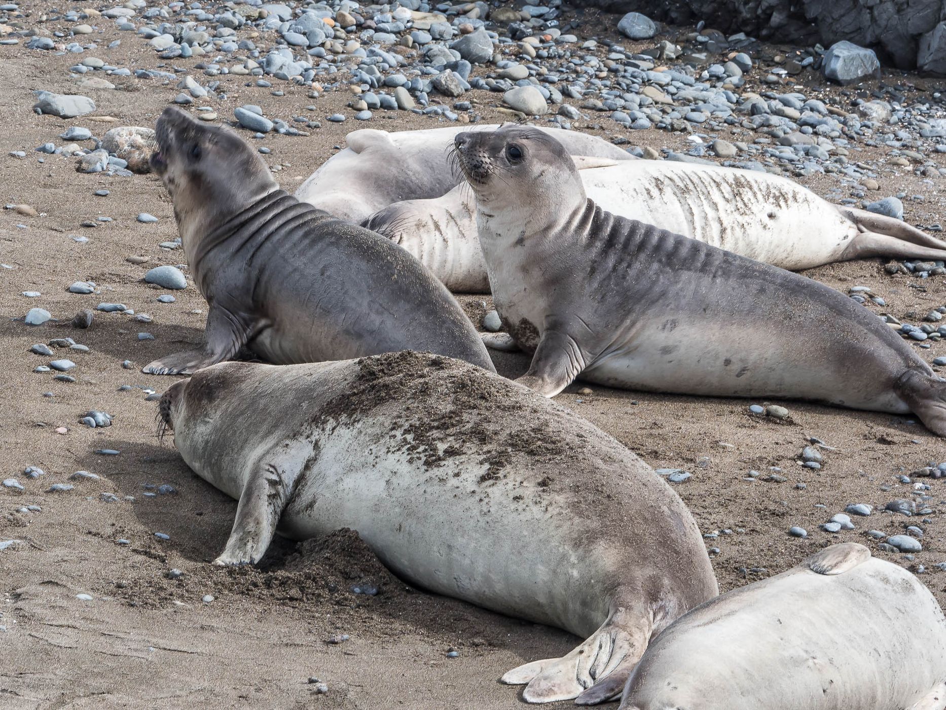 Elepohant Seal Vista Point, USA