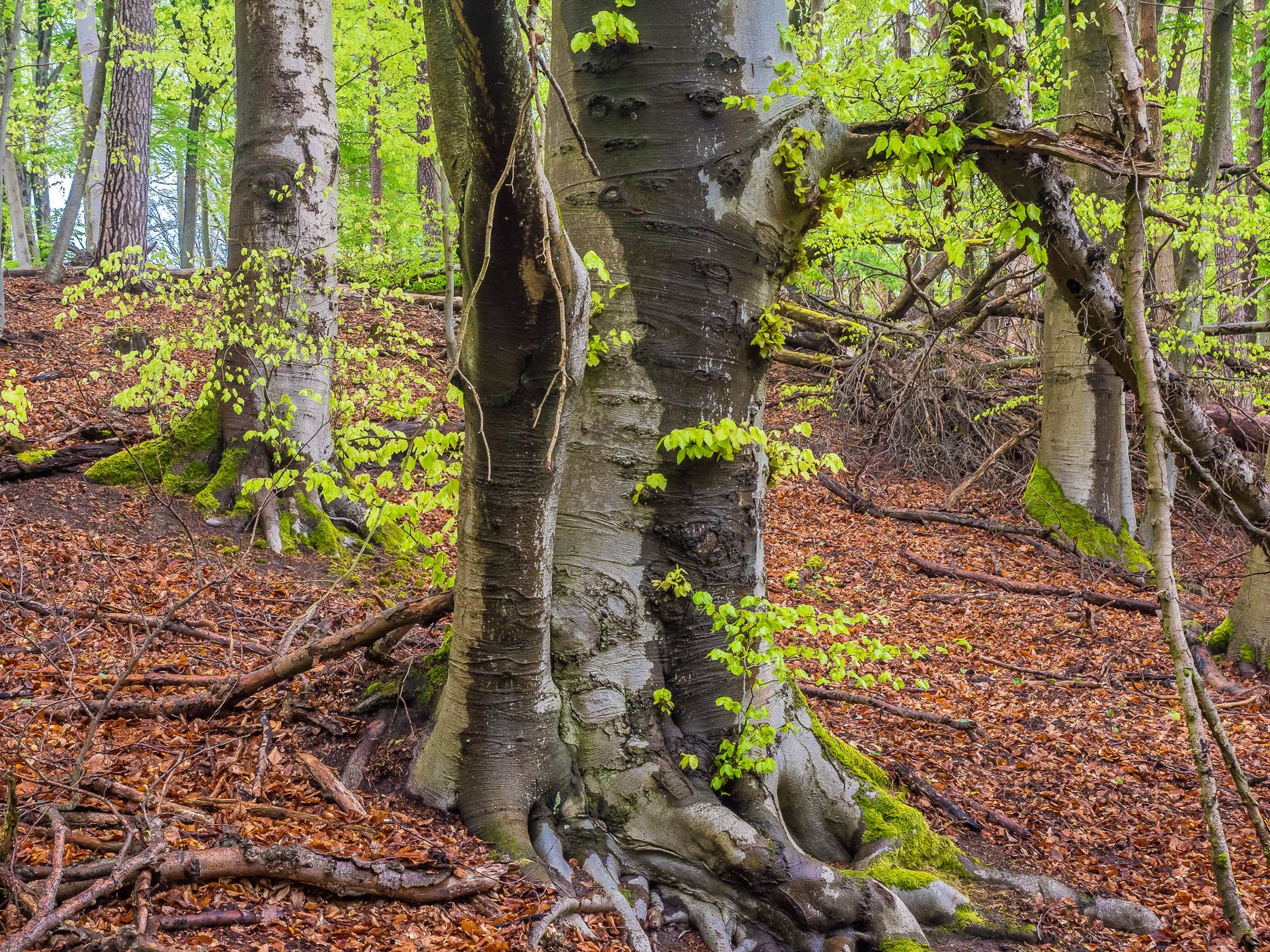 Grumsin Beech Forest (Buchenwald Grumsin), Germany