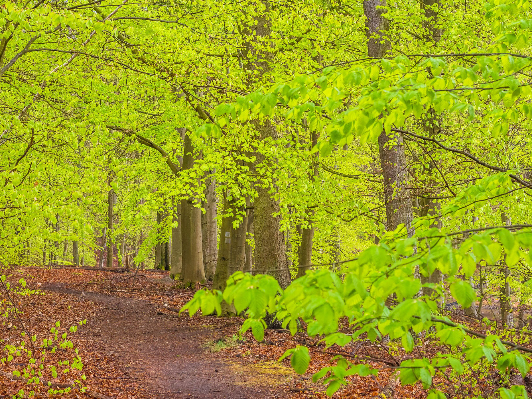 Grumsin Beech Forest (Buchenwald Grumsin), Germany