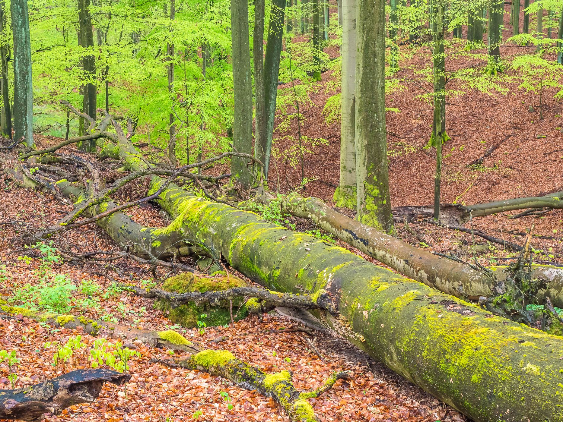 Grumsin Beech Forest (Buchenwald Grumsin), Germany