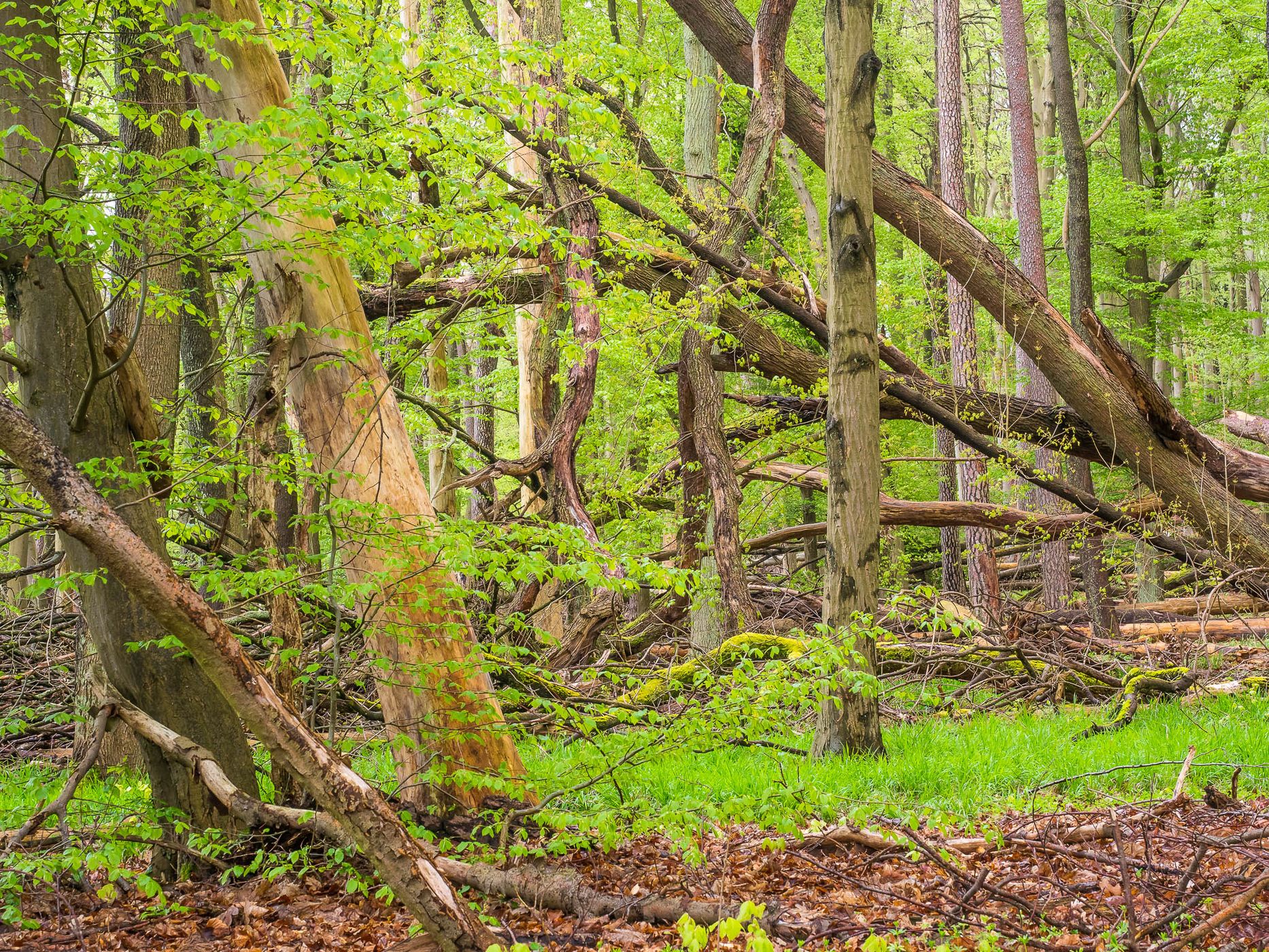 Grumsin Beech Forest (Buchenwald Grumsin), Germany